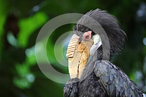 The wreathed hornbill (Rhyticeros undulatus)