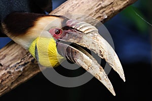 The wreathed hornbill (Rhyticeros undulatus)