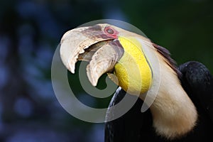 The wreathed hornbill (Rhyticeros undulatus)