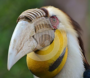 Wreathed Hornbill (Rhyticeros undulatus)