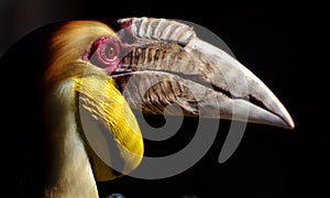 Wreathed Hornbill Rhyticeros undulatus