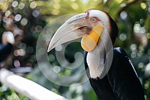 The wreathed hornbill Rhyticeros undulatus, also called bar-pouched wreathed hornbill photo