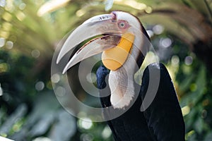 The wreathed hornbill Rhyticeros undulatus, also called bar-pouched wreathed hornbill