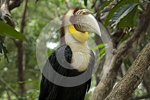 Wreathed hornbill photo