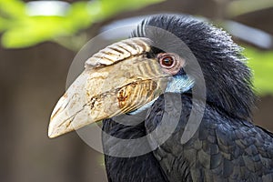 Wreathed hornbill Rhyticeros undulatus, also known as the bar-pouched wreathed hornbill, female