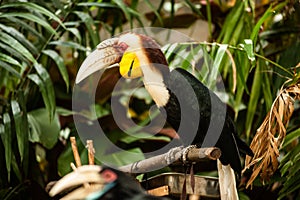 Wreathed hornbill Rhyticeros undulatus or the bar-pouched wreathed hornbill.