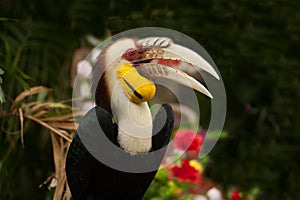 Wreathed hornbill Rhyticeros undulatus or the bar-pouched wreathed hornbill.