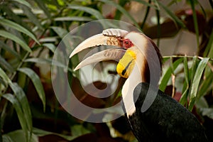 Wreathed hornbill Rhyticeros undulatus or the bar-pouched wreathed hornbill.