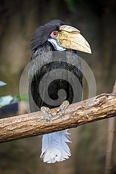 Wreathed hornbill Rhyticeros undulatus female