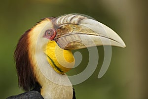 Wreathed Hornbill - Rhyticeros undulatus photo