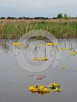 Wreaths of Dandelions are worn by Russian women and thrown into the water - RUSSIA