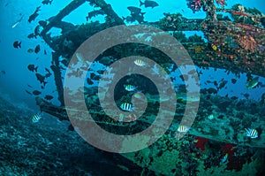 Wreck and fishes swim in Gili, Lombok, Nusa Tenggara Barat, Indonesia underwater photo