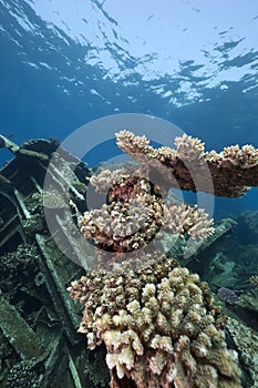 Wreck freighter Kormoran - sank in 1984 Tiran