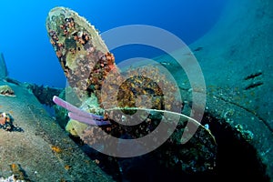 Wreck Hilma Bonaire