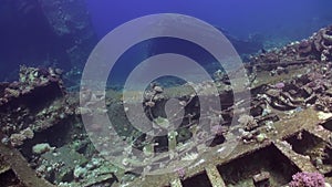 Wreck ship underwater on coral reef Abu Nuhas on blue background in Red sea.