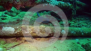 Wreck ship underwater on coral reef Abu Nuhas on blue background in Red sea.