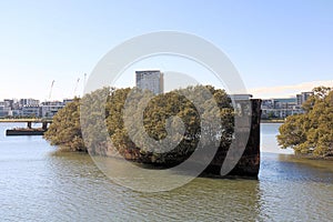 The Wreck of the SS Ayrfield Overgrown With Trees