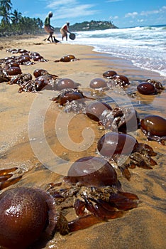 Wrecked jellyfishes