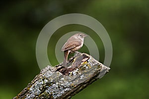 Wren