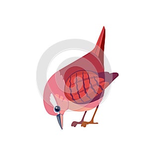 Wren bird. Cartoon flat beautiful character of ornithology, vector illustration isolated on white background. Tiny photo