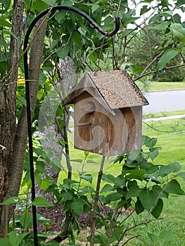 Wren in a bird house