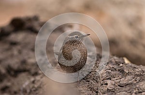 Wren bird Insectivorous bird wild bird migration ecological photography tail upturned body with white spots often d