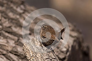 Wren bird Insectivorous bird wild bird migration ecological photography tail upturned body with white spots often d