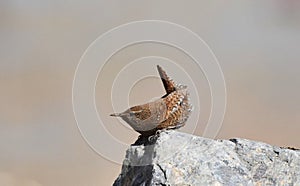 Wren bird Insectivorous bird wild bird migration ecological photography tail upturned body with white spots often d