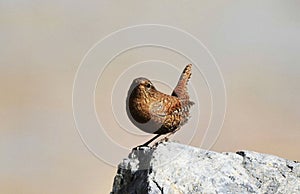 Wren bird Insectivorous bird wild bird migration ecological photography tail upturned body with white spots often d