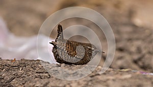 Wren bird Insectivorous bird wild bird migration ecological photography tail upturned body with white spots often d