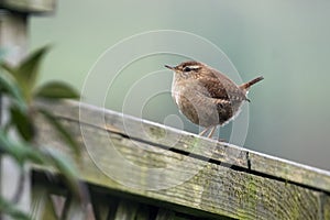 Wren photo