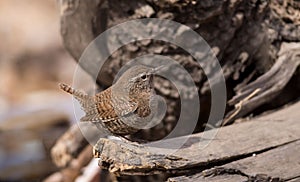 Wren birds beautiful insectivorous migration brown songbirds perch wild Riverside feathery