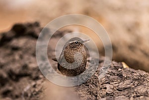 Wren birds beautiful insectivorous migration brown songbirds perch wild Riverside feathery