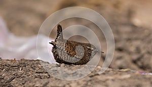 Wren birds beautiful insectivorous migration brown songbirds perch wild Riverside feathery