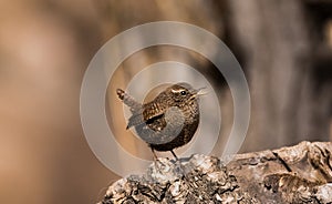 Wren birds beautiful insectivorous migration brown songbirds perch wild Riverside feathery eyes