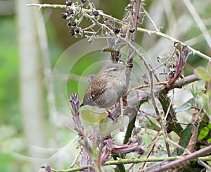 Wren in a bramble bush