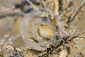 Wren on Branch / Troglodytes troglodytes