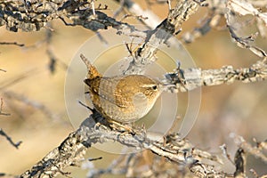 Wren on Branch / Troglodytes troglodytes