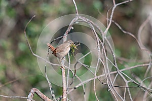 Wren carrying moss for its nest