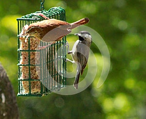 Wren-Chickadee beaks full