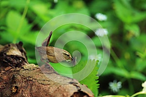 Wren with food