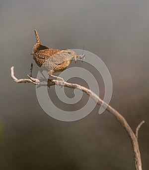 Wren with insects