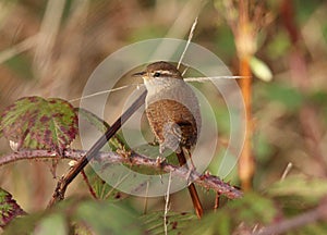 Wren looking into camera lens