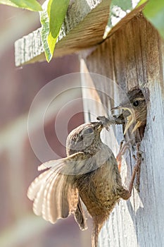 Wren parent bird feeding chicks at nest box. Nature image photo