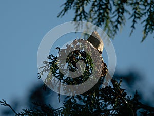 Wren perched on top of a tree, singing in the dawn chorus