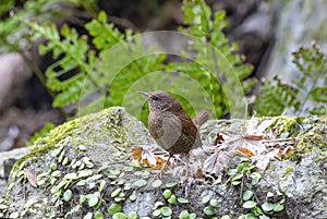 A wren perching on the rock