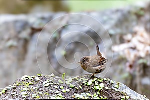 A wren perching on the rock