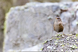 A wren perching on the rock