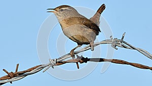 Wren, Scientific name: Troglodytidae Family: Troglodytidae Swainson, 1832