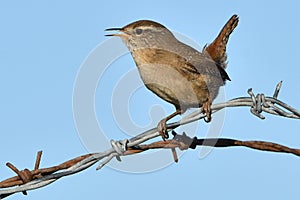 Wren, Scientific name: Troglodytidae Family: Troglodytidae Swainson, 1832